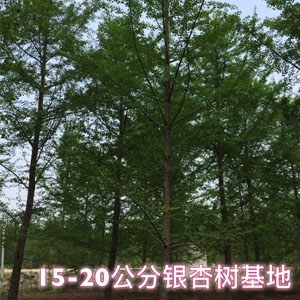 15-20公分银杏树基地 银杏小苗