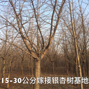 15-30公分嫁接银杏树基地 银杏小苗