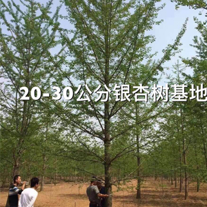 20-30公分银杏树基地  银杏小苗