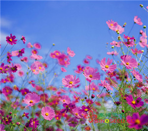 一年生 野花 高波斯菊