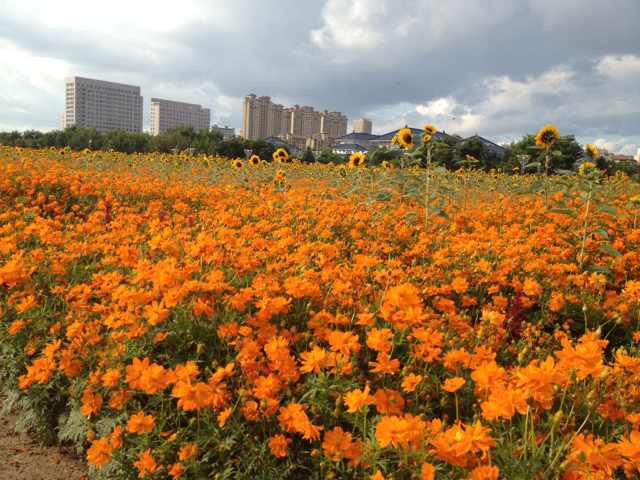 一年生 野花 矮硫华菊