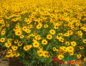 一年生 野花 轮叶金鸡菊 黄