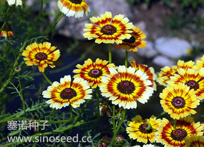 一年生 野花 花环菊 混色