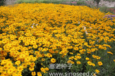 一年生 野花 堆心菊 黄色