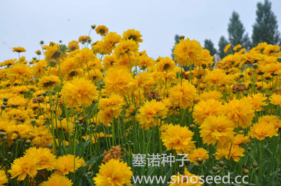 多年生 野花 金鸡菊 重瓣 黄