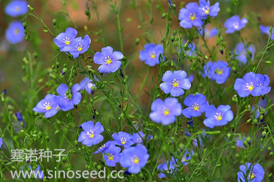 多年生 野花 蓝亚麻 蓝