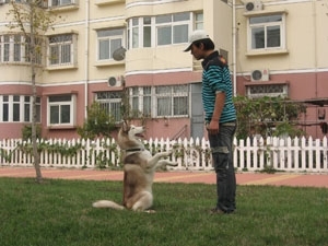 宠物训练 北京上门训犬