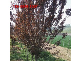 常年出售红叶李苗木18公分紫叶李规格全自产自销